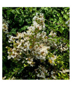 Lagerstroemia Indische Weiße (Kreppmyrte) Topf,  4l