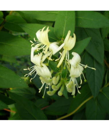 Japanische Geißblatt Aureoreticulata HALB-IMMORTAL, 4L Topf