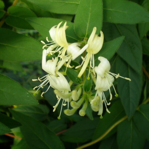 Japanische Geißblatt Aureoreticulata HALB-IMMORTAL, 4L Topf