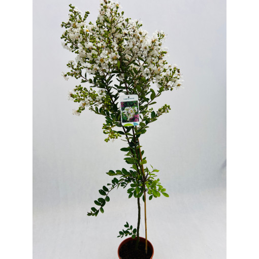 Lagerstroemia Indische Weiße (Kreppmyrte) Topf,  4l