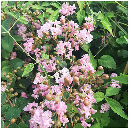 Indische Lagerstroemia (Prachtflieder)  4l