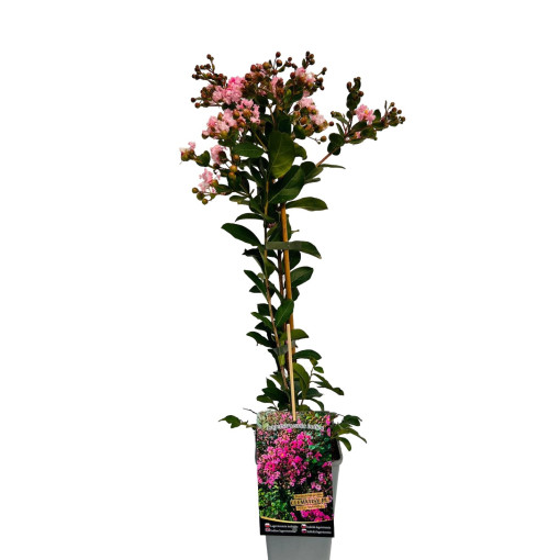 Indische Lagerstroemia (Prachtflieder)  4l
