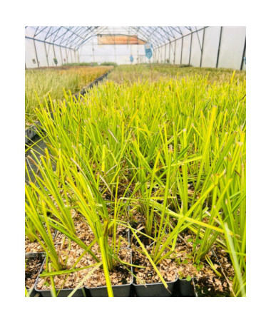 Steife Segge ‘Aurea' P9/C1