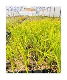 Steife Segge ‘Aurea' P9/C1