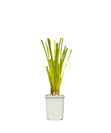 Steife Segge ‘Aurea' P9/C1