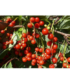 Chinesische Spaltkörbchenrebe ‘Sadova' 2L