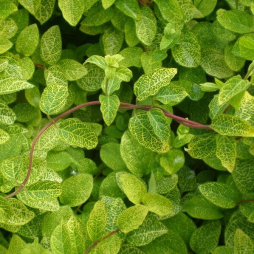 Japanische Geißblatt Aureoreticulata HALB-IMMORTAL, 4L Topf