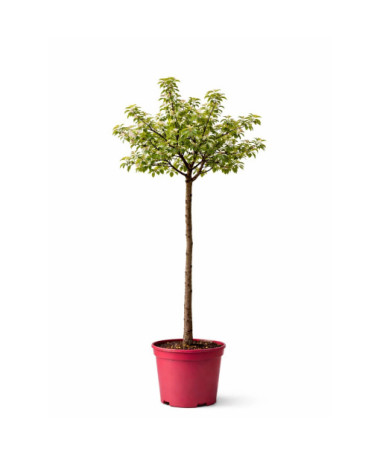 Zierapfel ‘Golden Hornet'  4l