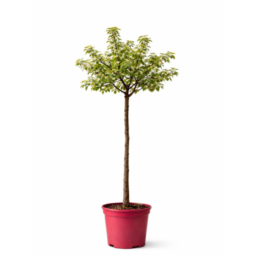Zierapfel ‘Golden Hornet'  4l