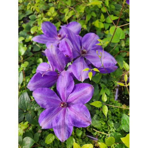 Waldrebe ‘Elsa Spath'  4l