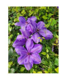 Waldrebe ‘Elsa Spath'  4l