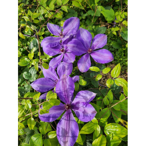 Waldrebe ‘Elsa Spath'  4l