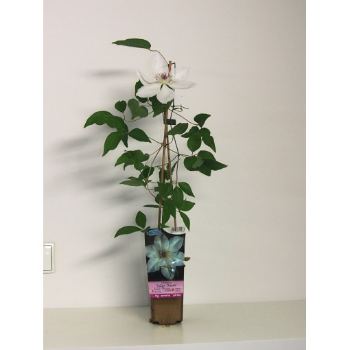 Waldrebe ‘Valge Daam'