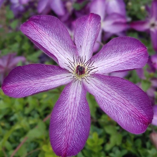Clematis 'Venosa Violacea' Topf P9/C1