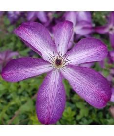 Clematis 'Venosa Violacea' Topf P9/C1