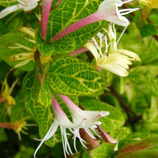 Japanische Geißblatt Aureoreticulata HALB-IMMORTAL, 4L Topf