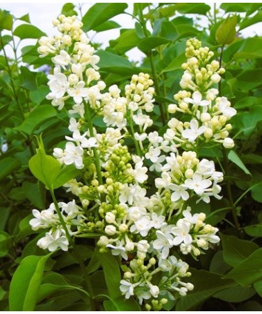 Gewöhnlicher Flieder ‘Primrose’ C4 (Veredelung auf Unterlage)
