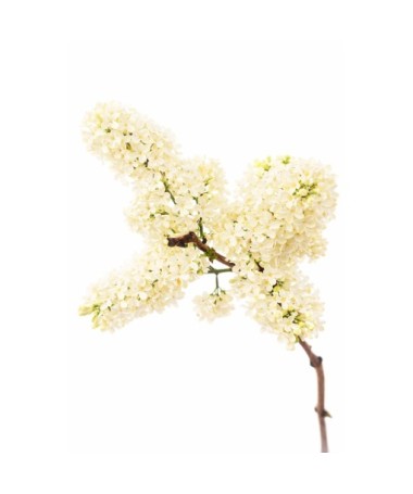Gewöhnlicher Flieder ‘Primrose’ C4 (Veredelung auf Unterlage)