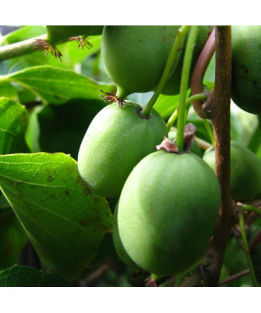 Kiwi Actinidia Sientiabrskaja (mehrfarbig), 4L Topf