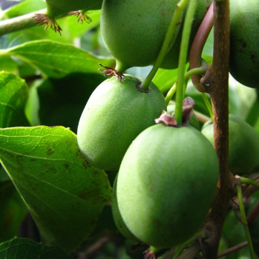 Kiwi Actinidia Sientiabrskaja (mehrfarbig), 4L Topf