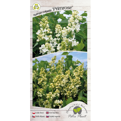 Gewöhnlicher Flieder ‘Primrose’ C4 (Veredelung auf Unterlage)