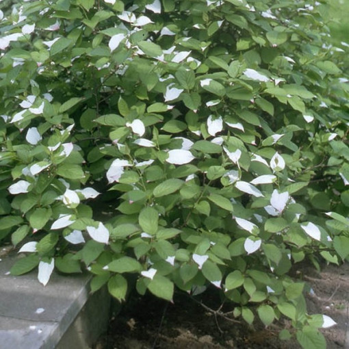 Kiwi Actinidia Sientiabrskaja (mehrfarbig), 4L Topf