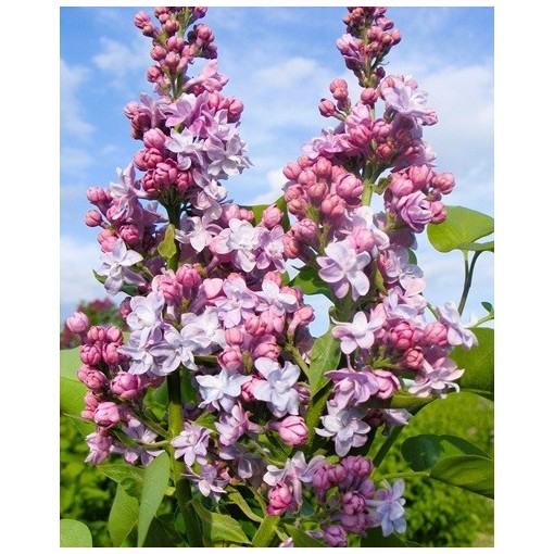 Gemeiner Flieder Michel Buchner C4 (Veredelung auf Unterlage)