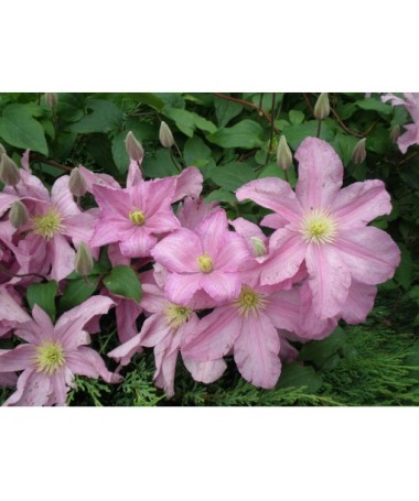 Waldrebe 'Comtesse de Bouchaud' C4