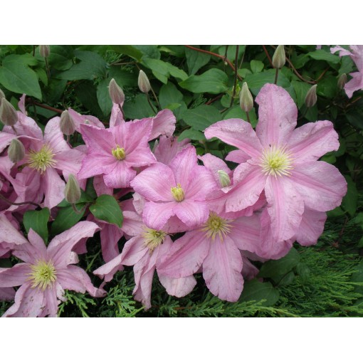 Waldrebe 'Comtesse de Bouchaud' C4