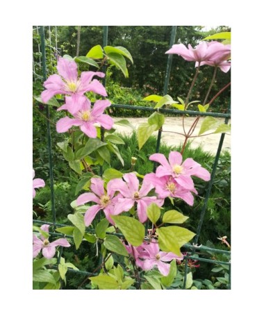Waldrebe 'Comtesse de Bouchaud' C4
