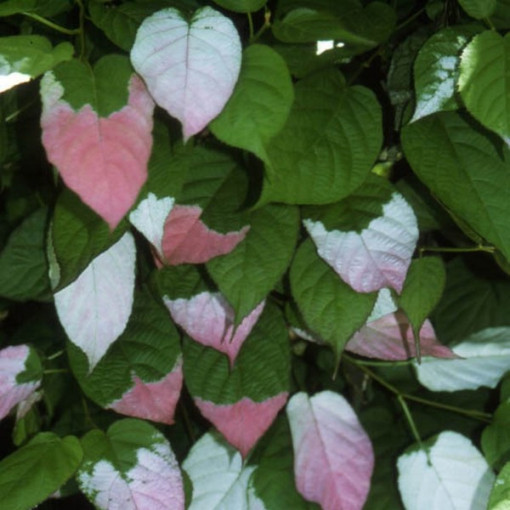 Kiwi Actinidia Sientiabrskaja (mehrfarbig), 4L Topf
