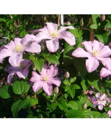 Waldrebe 'Comtesse de Bouchaud' C2