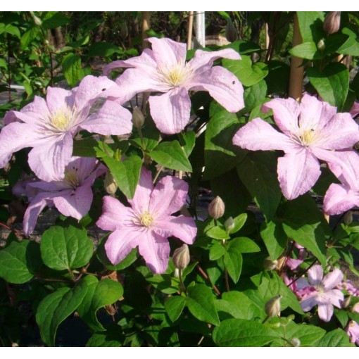 Waldrebe 'Comtesse de Bouchaud' C2