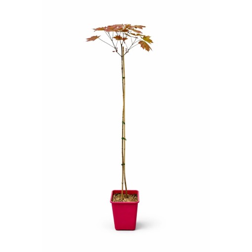 Spitzahorn ‘Royal Red’ C6 (Veredelung auf Unterlage)