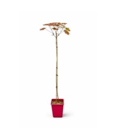 Spitzahorn ‘Royal Red’ C6 (Veredelung auf Unterlage)