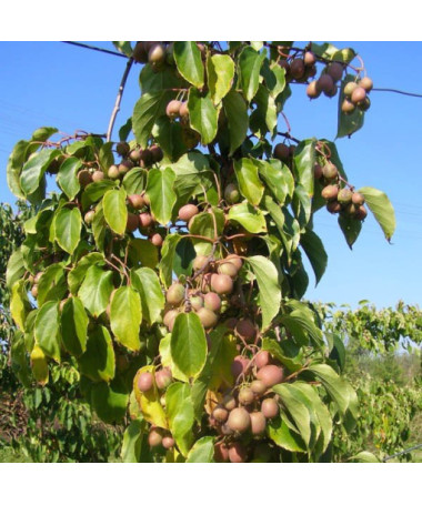 Kiwi Actinidia Dr Szymanowski (buntblättrig) Beh. 4L