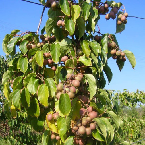Kiwi Actinidia Dr Szymanowski (buntblättrig) Beh. 4L