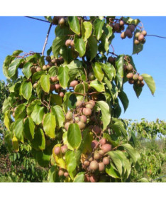 Kiwi Actinidia Dr Szymanowski (buntblättrig) Beh. 4L