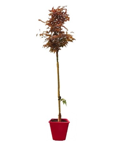 Bergahorn ‘Atropurpureum’ C6 (Veredelung auf Unterlage)