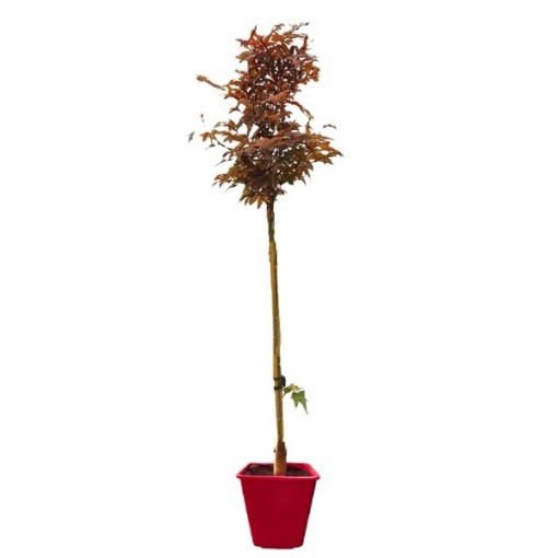 Bergahorn ‘Atropurpureum’ C6 (Veredelung auf Unterlage)
