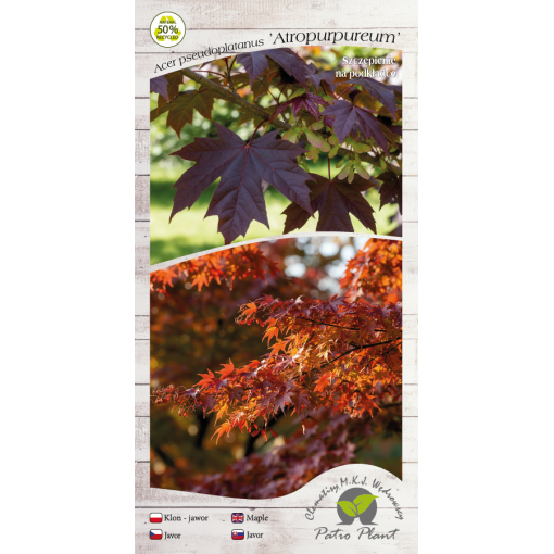 Bergahorn ‘Atropurpureum’ C6 (Veredelung auf Unterlage)