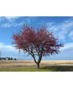 Zierapfel ‘Royalty’ C4