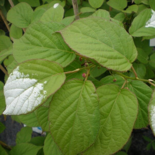 Kiwi Actinidia Dr Szymanowski (buntblättrig) Beh. 4L