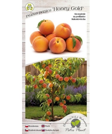 Mini Patio – Pfirsich Honey Gold, 4‑Liter‑Topf