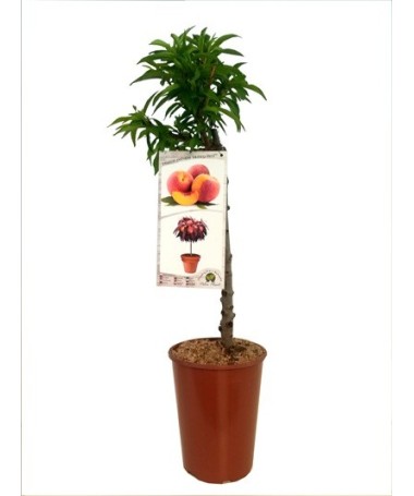 Mini Patio – Pfirsich Honey Gold, 4‑Liter‑Topf