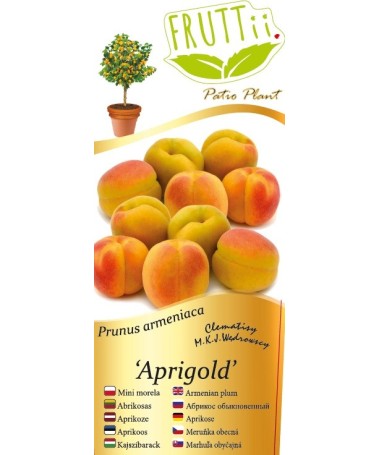 Mini Patio – Aprikose Aprigold, 4‑Liter‑Topf