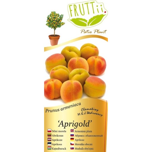 Mini Patio – Aprikose Aprigold, 4‑Liter‑Topf