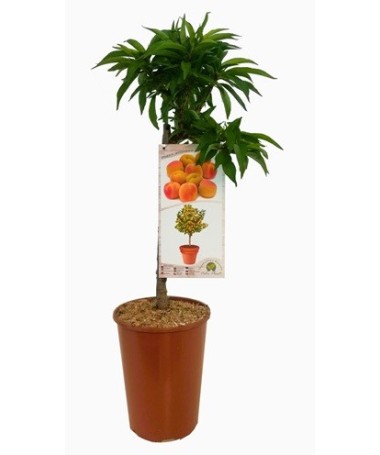Mini Patio – Aprikose Aprigold, 4‑Liter‑Topf