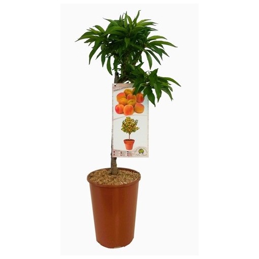 Mini Patio – Aprikose Aprigold, 4‑Liter‑Topf
