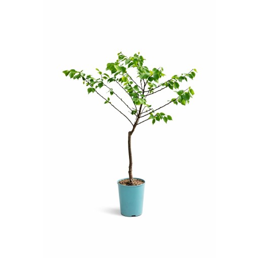 Mini Patio – Aprikose Aprigold, 4‑Liter‑Topf